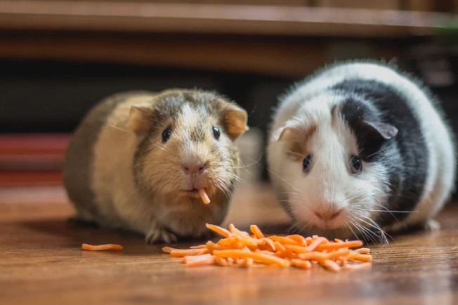 A Guide For A Healthy Guinea Pig Diet