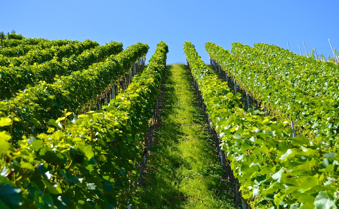 vineyard under blue skies