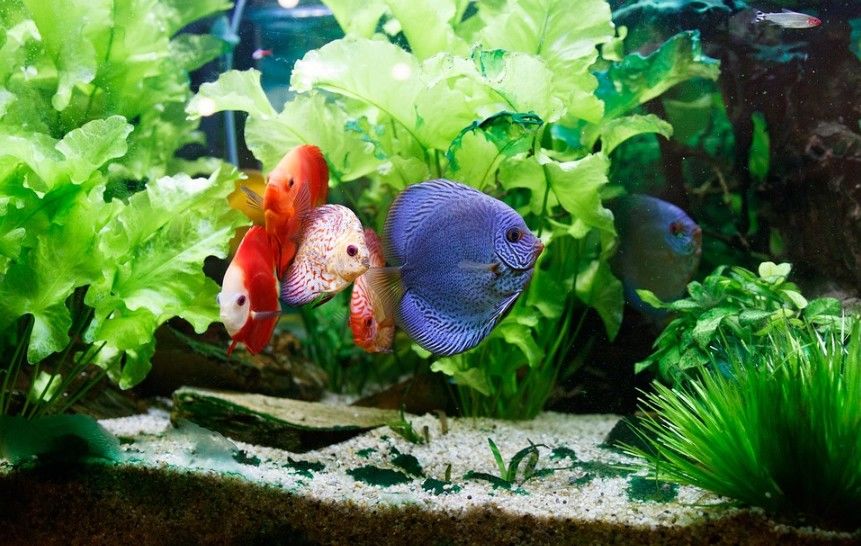 Reasons to consider buying fish as your new pets