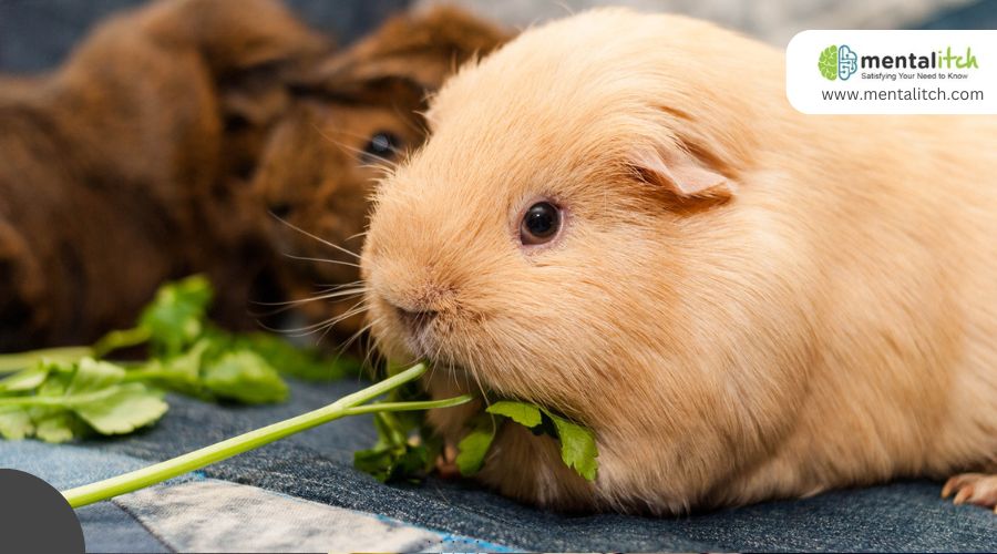 A Guide for A Healthy Guinea Pig Diet