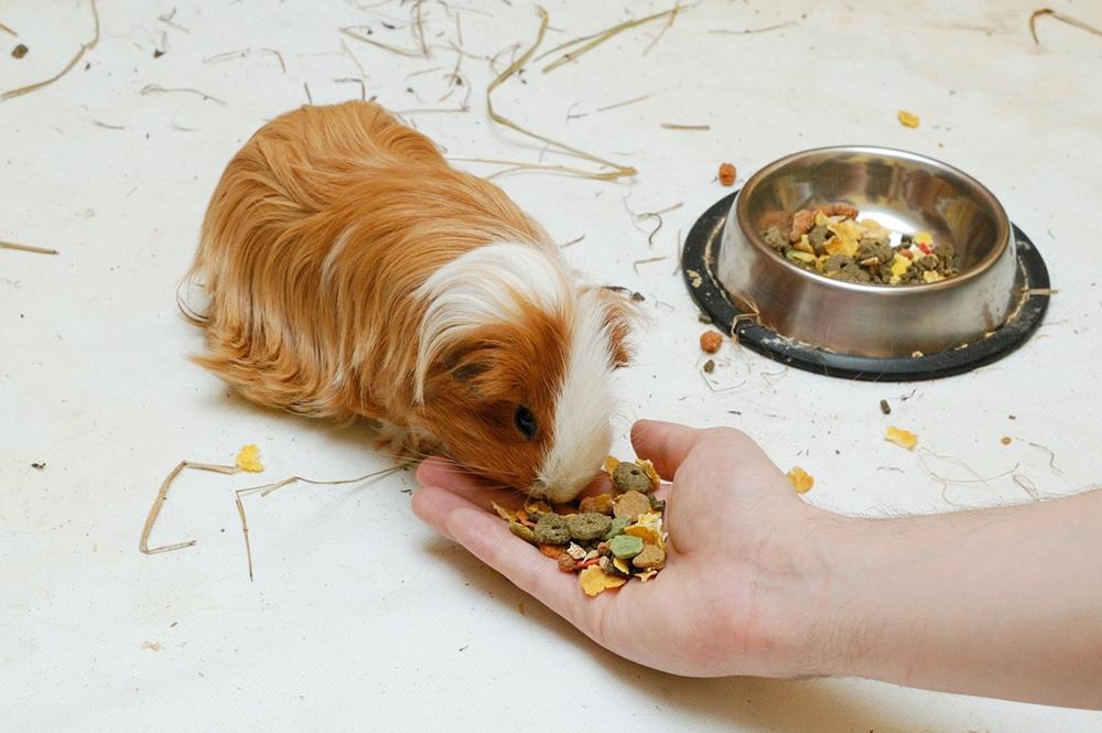 Giving treats to a guinea pig