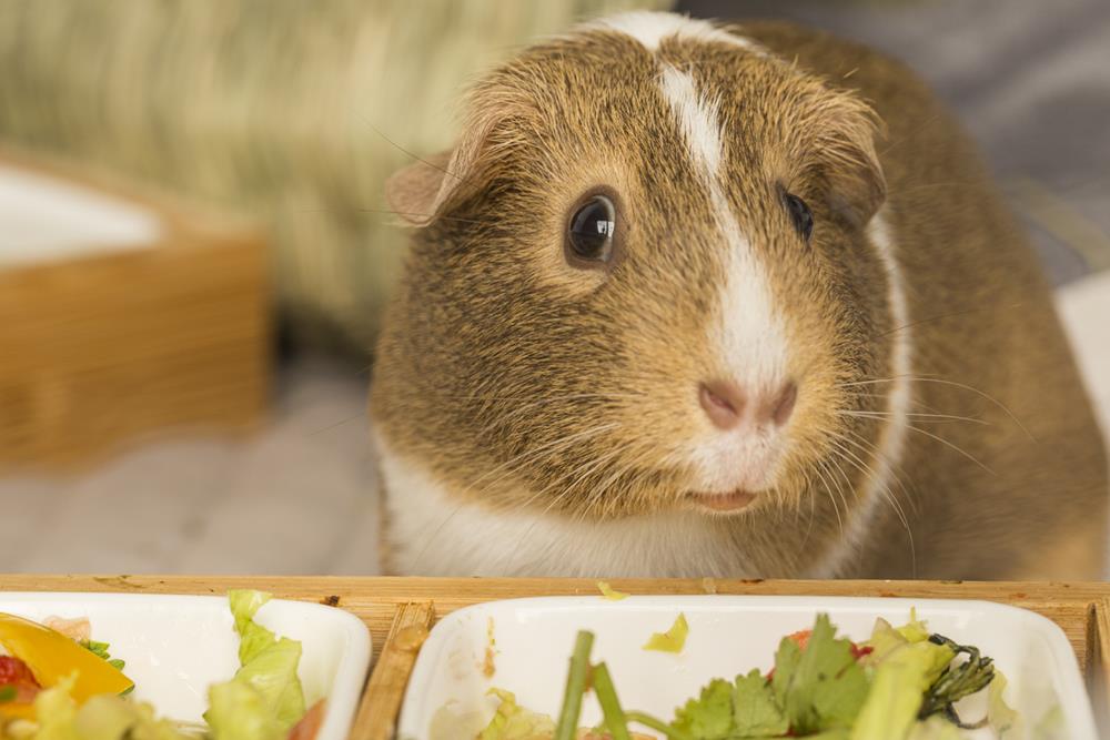 Guinea pig in front of food bowl