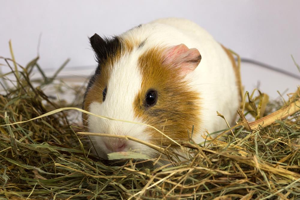Guinea pig sitting in the hay