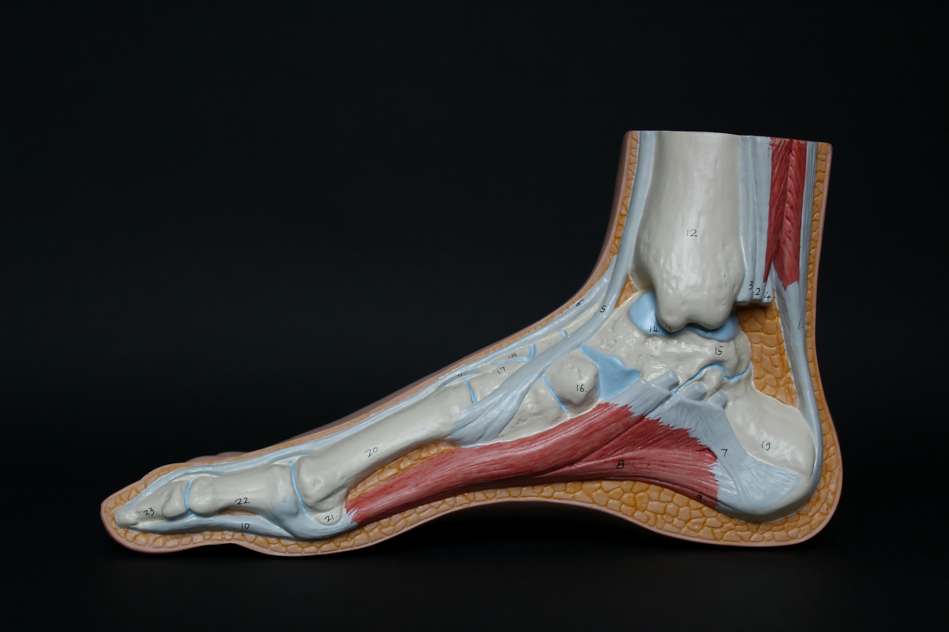 Understanding Foot Anatomy