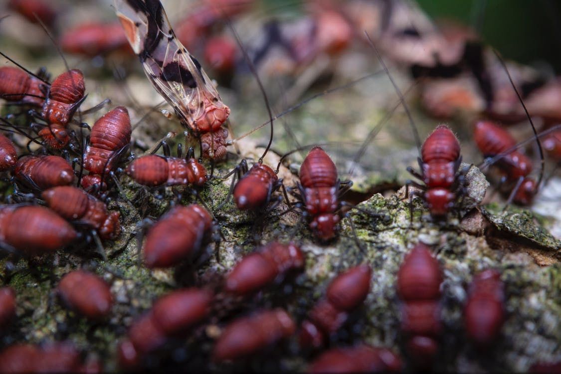 Early Signs Of Termite Infestation in Your Home
