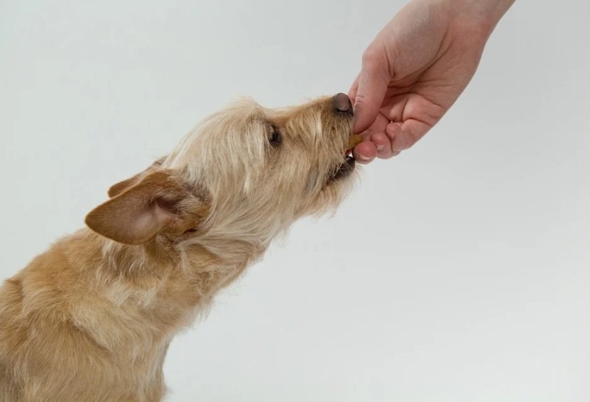 How To Get Your Fussy Dog To Eat Their Dinner