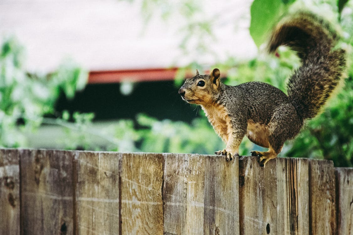 Tips For Wildlife Removal & Control