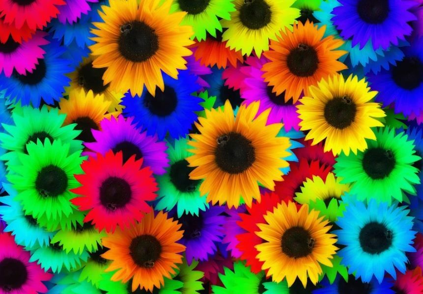 colorful sunflowers