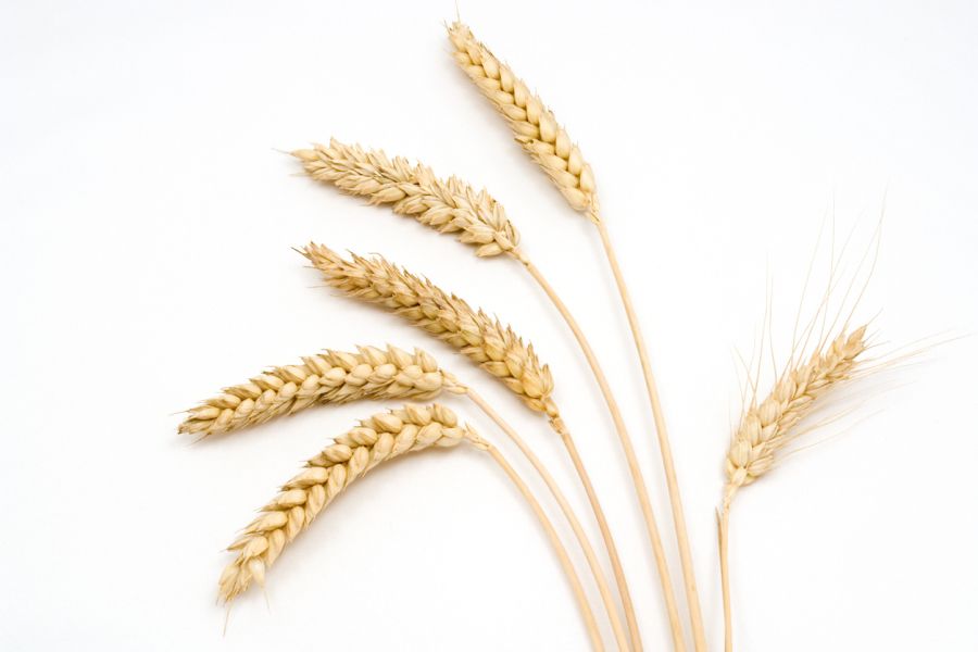 9 Reasons to Buy Wheat Online