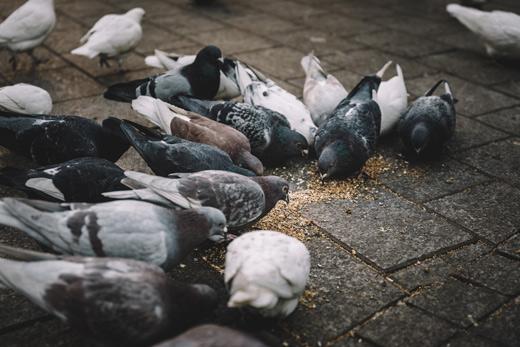 Can pigeon contraception substitute the traditional pigeon pest control methods