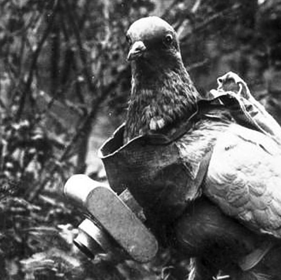 A pigeon with a fitted camera on his body, perhaps taken during the WWI