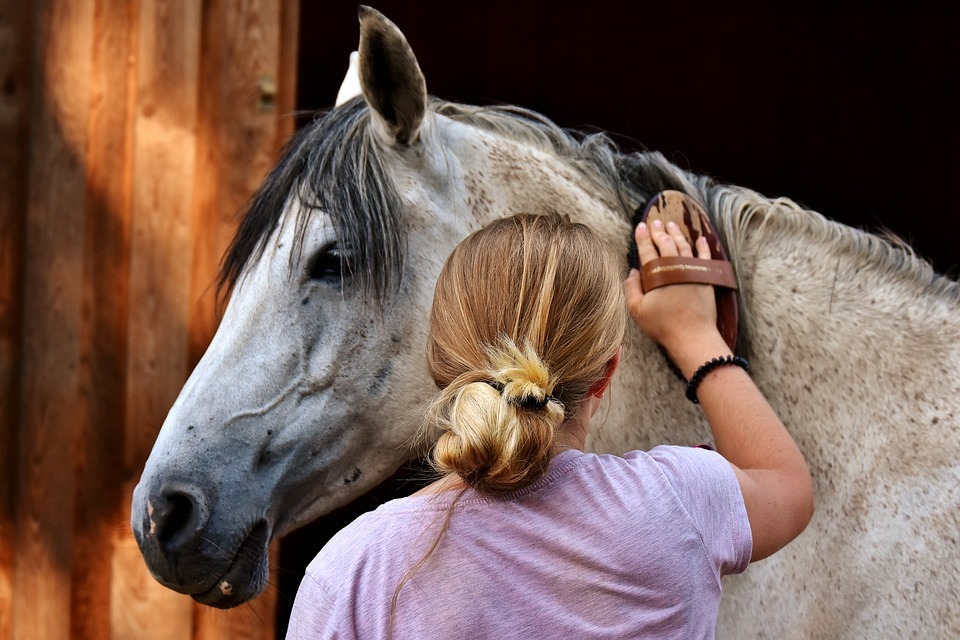 How to Treat Your Pony with Proper Care