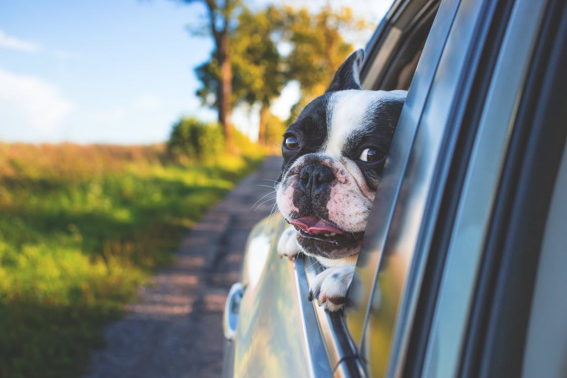 How to prevent dog hair in the car