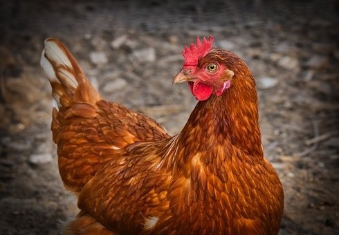 3 Things to Do Before Getting a Pet Chicken