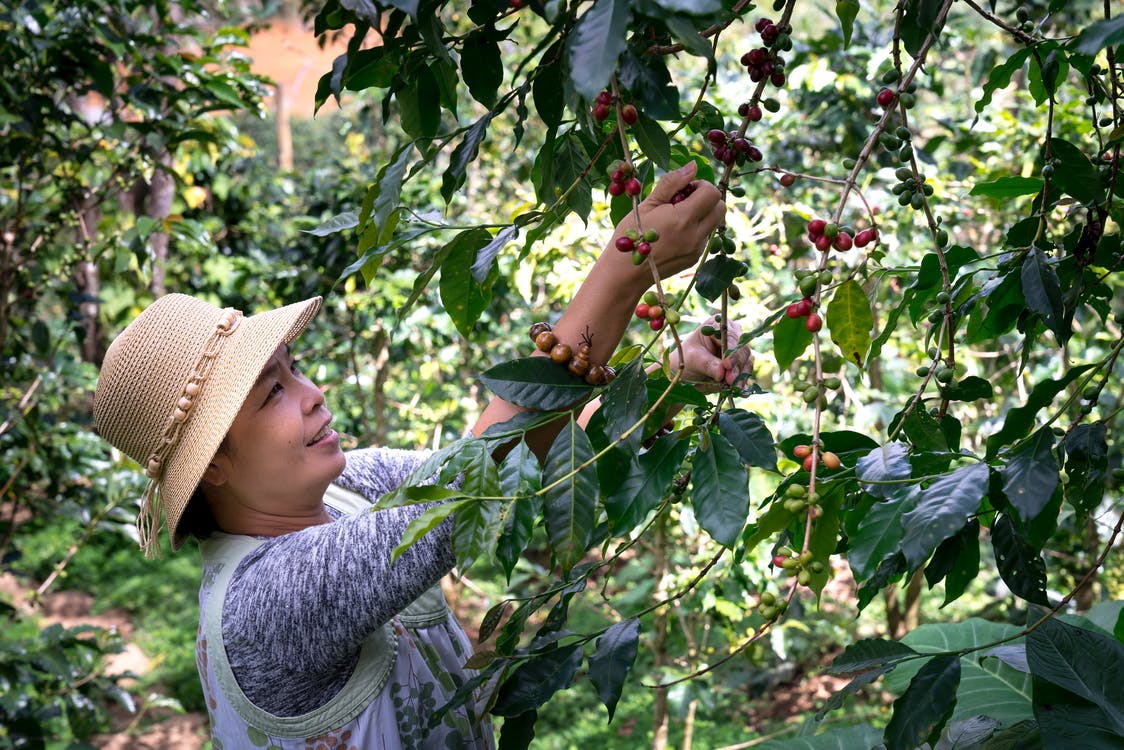 6 Advantages Of Having A Fruit Picker For Your Business
