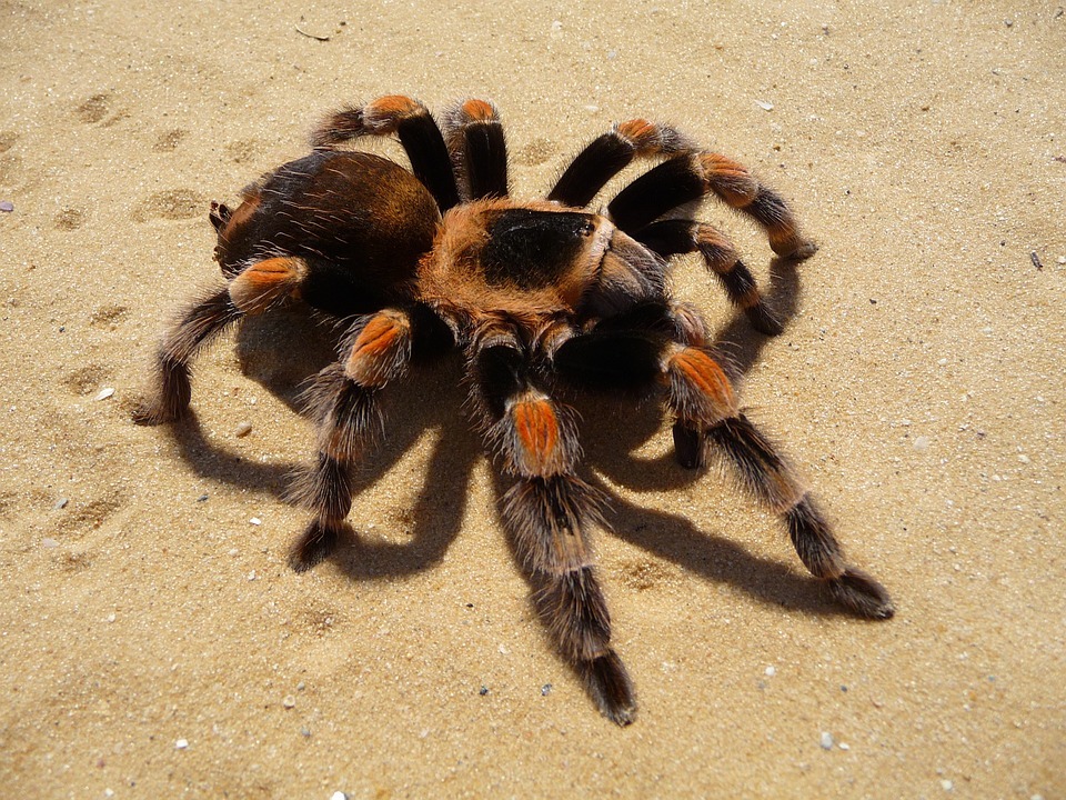 A Guide to Care for Your Mexican Red Knee Tarantula