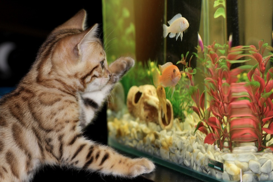 How to get rid of aquarium smell