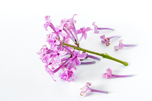 Close up of lilac petals on white background