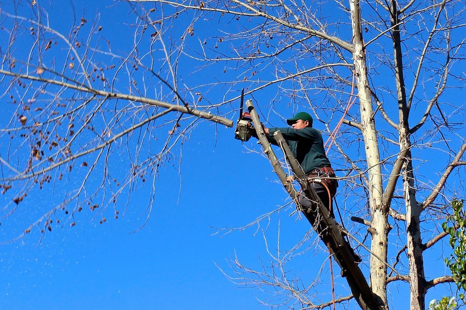 Tree Trimming - Essential Tree Care