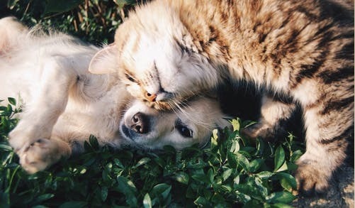 Expert Advice on Taking Care of Your Pets