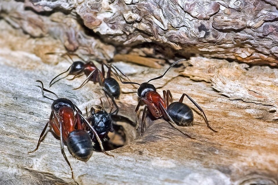 How to Get Rid of Carpenter Ants in Trees Naturally