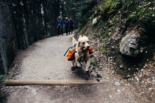 Six reason your pet can be a great travel partner for you