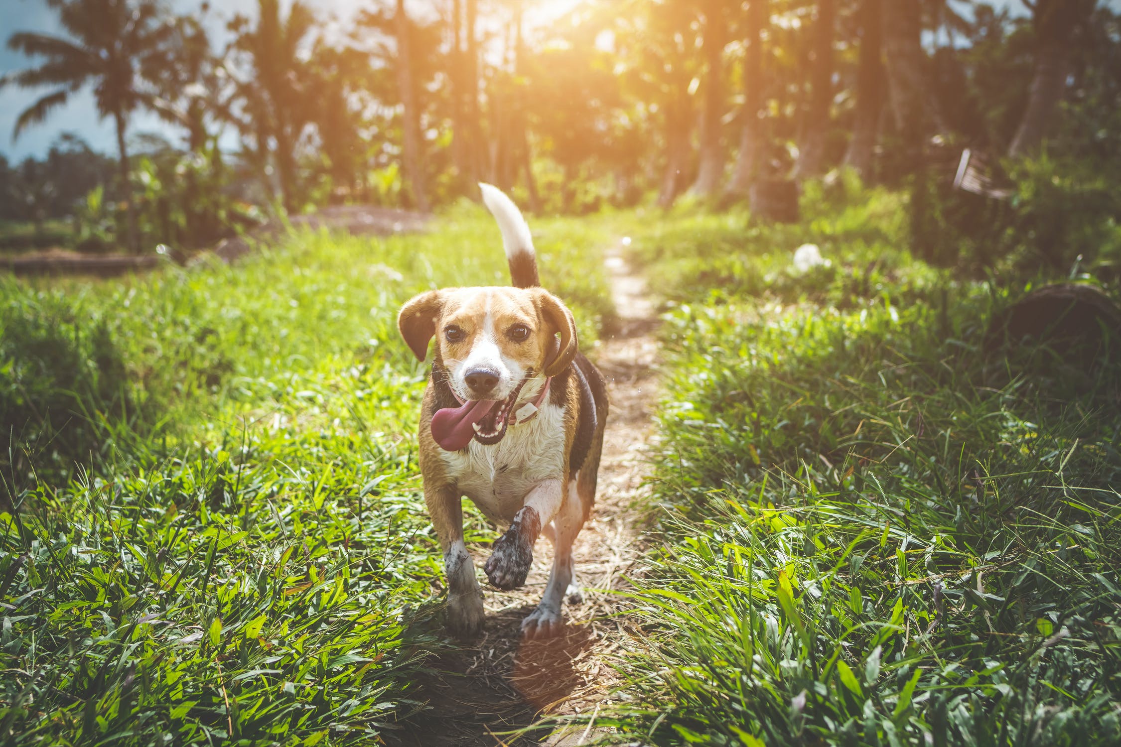 Ways to Keep Your Young Dog Happy and Healthy