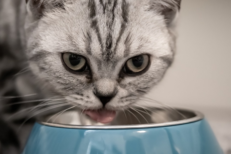 Cat Nutrition All You Need to Know