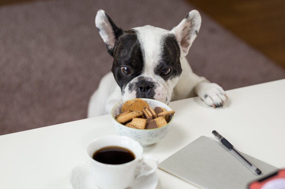 Why Does Dog Food Smell So Bad?