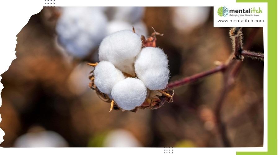 Benefits of Using Organic Cotton for Clothing