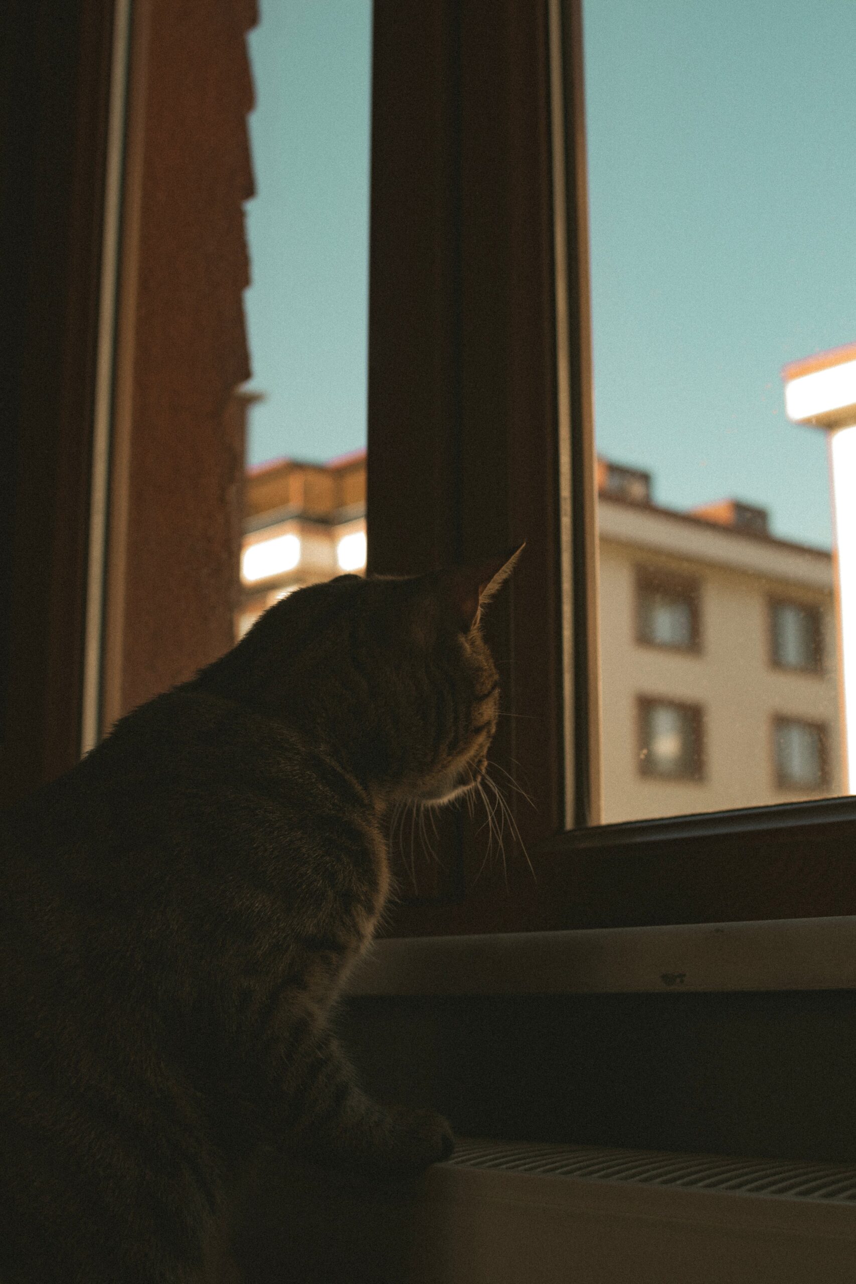 pet cat looking out apartment window