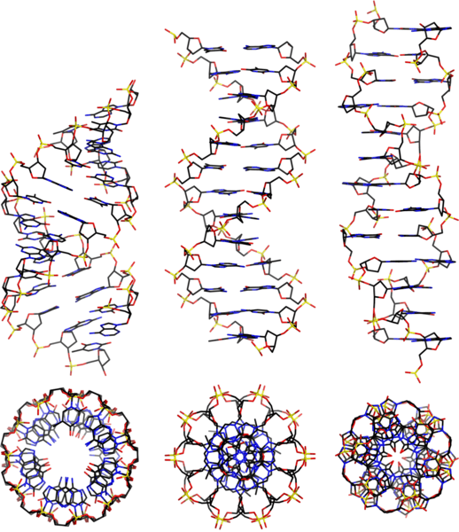 structures of A, B, and Z-DNA image