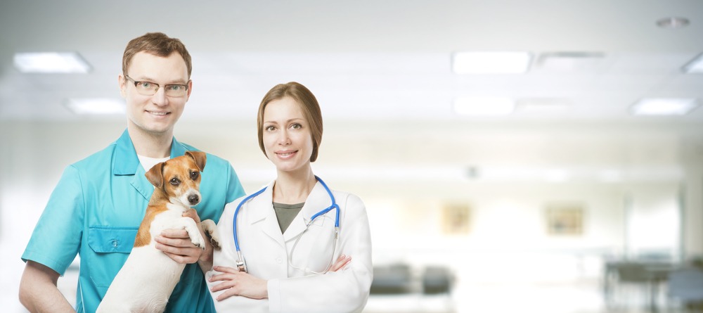 Where to Get Your Top Questions for Veterinarians Answered