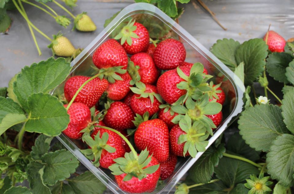 Growing Strawberries In Raised Beds