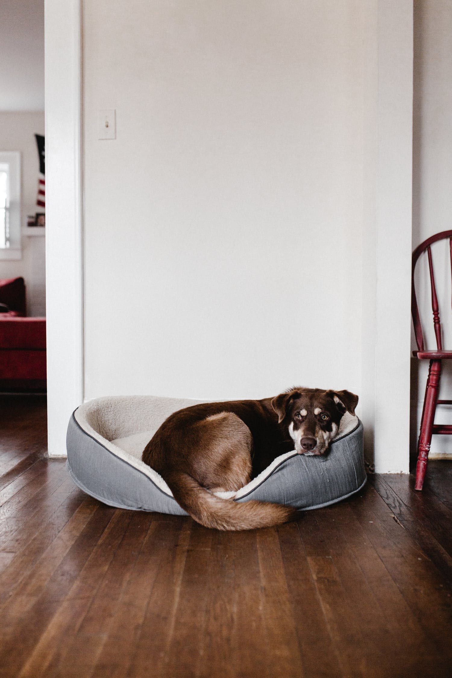 What is the best pet-friendly flooring