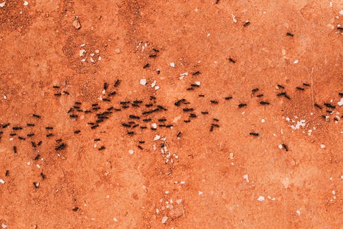 row of black ants