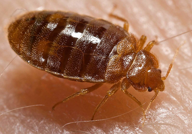 How Can I Permanently Get Rid Of Bed Bugs At Home