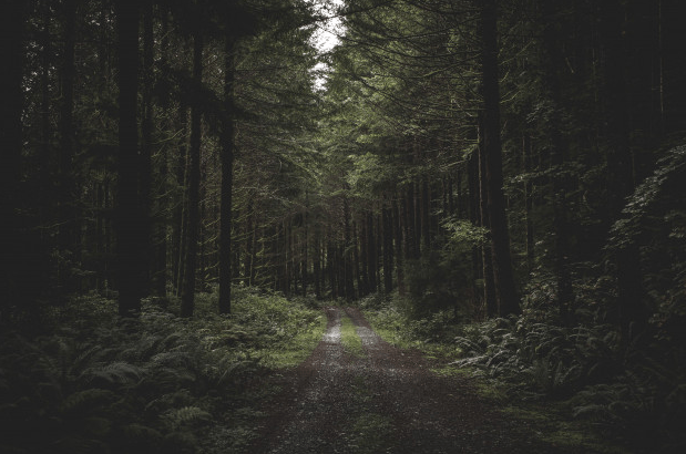 Image of a dark green forest. 
