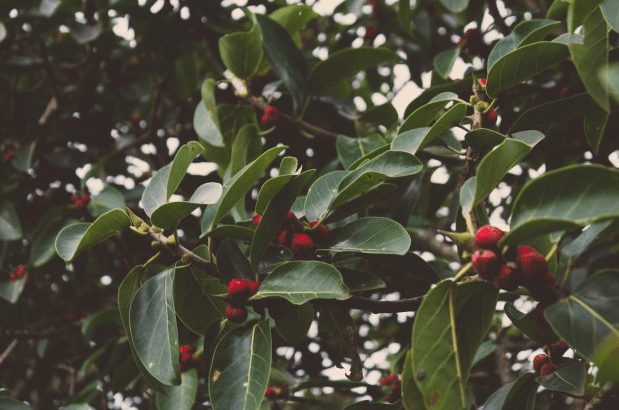 Image of a tree with bright red berries.