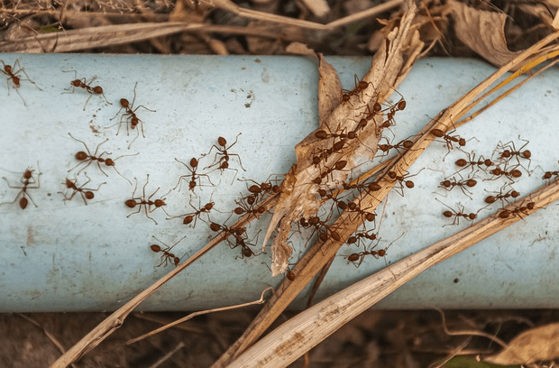 Image of ants on wood.