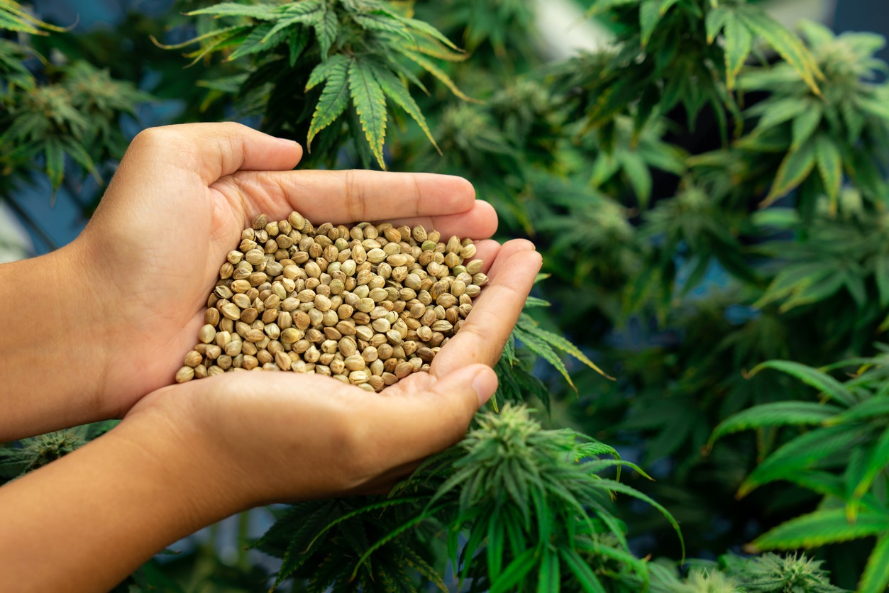 Most Effective Cannabis Seeds for Producing High Yielding Crops