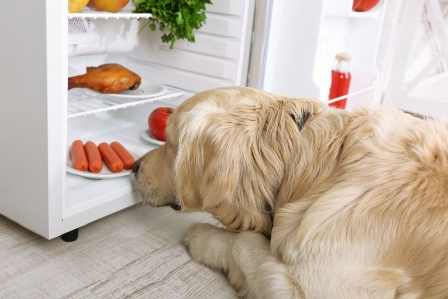 The Science Behind "Human Grade" Dog Food