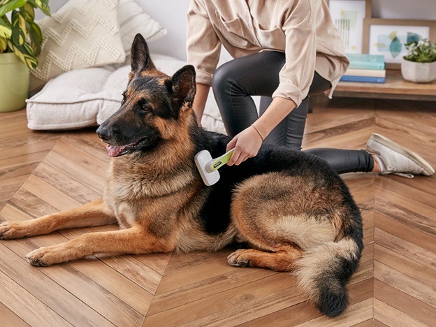 15 Tips for Maintaining Healthy Dog Hair Grooming Needs