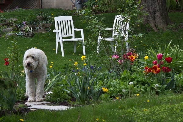 Garden Troubles: 5 Pests You Should Steer Clear Away From Your Garden