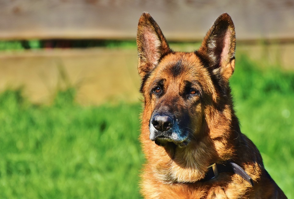 Top 10 Best Guard and Protection Dogs