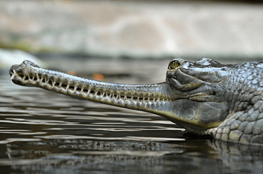 a gharial