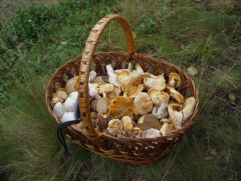 basket of wild mushrooms)