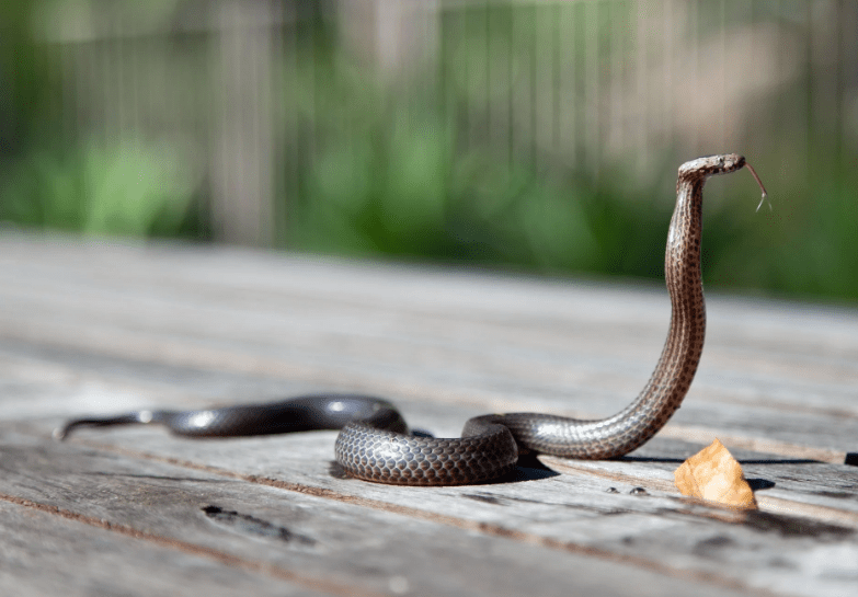 brown-snake