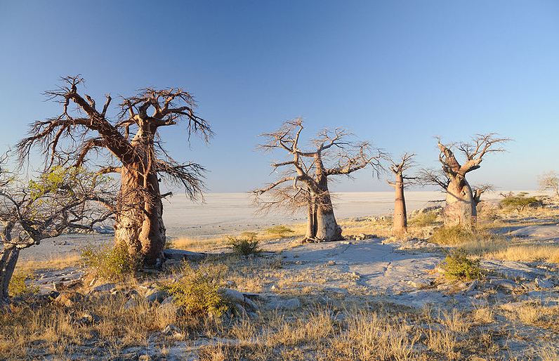 Baobab trees at Kubu Island, Makgadikgadi Pans National Park