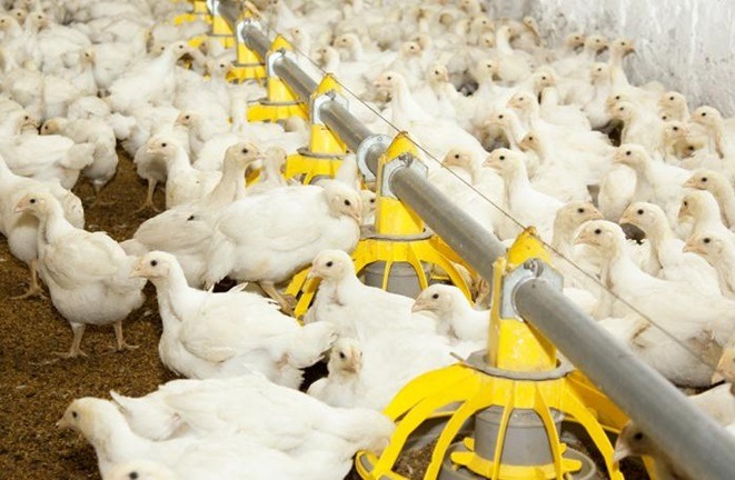 Chicken Farm Poultry Equipment Animal-friendly and Innovative Solutions